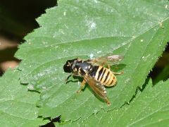 Temnostoma vespiforme